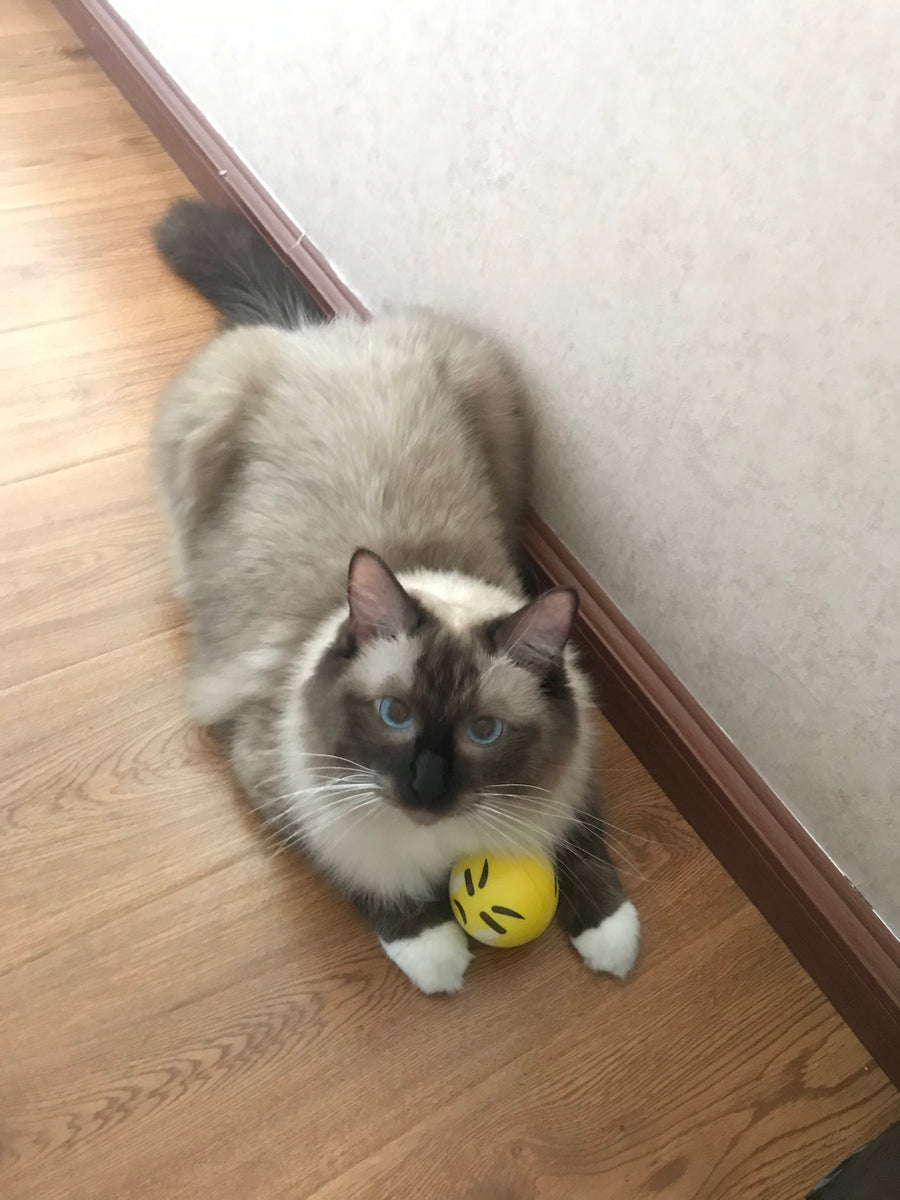 Nebula, a blue-eyed Ragdoll, resting at home with a yellow ball