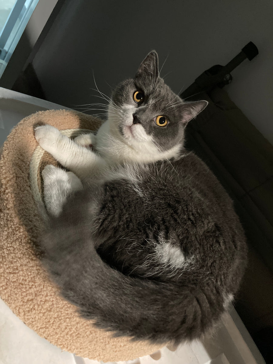 Sakura, a grey and white British Shorthair, resting in her cat bed
