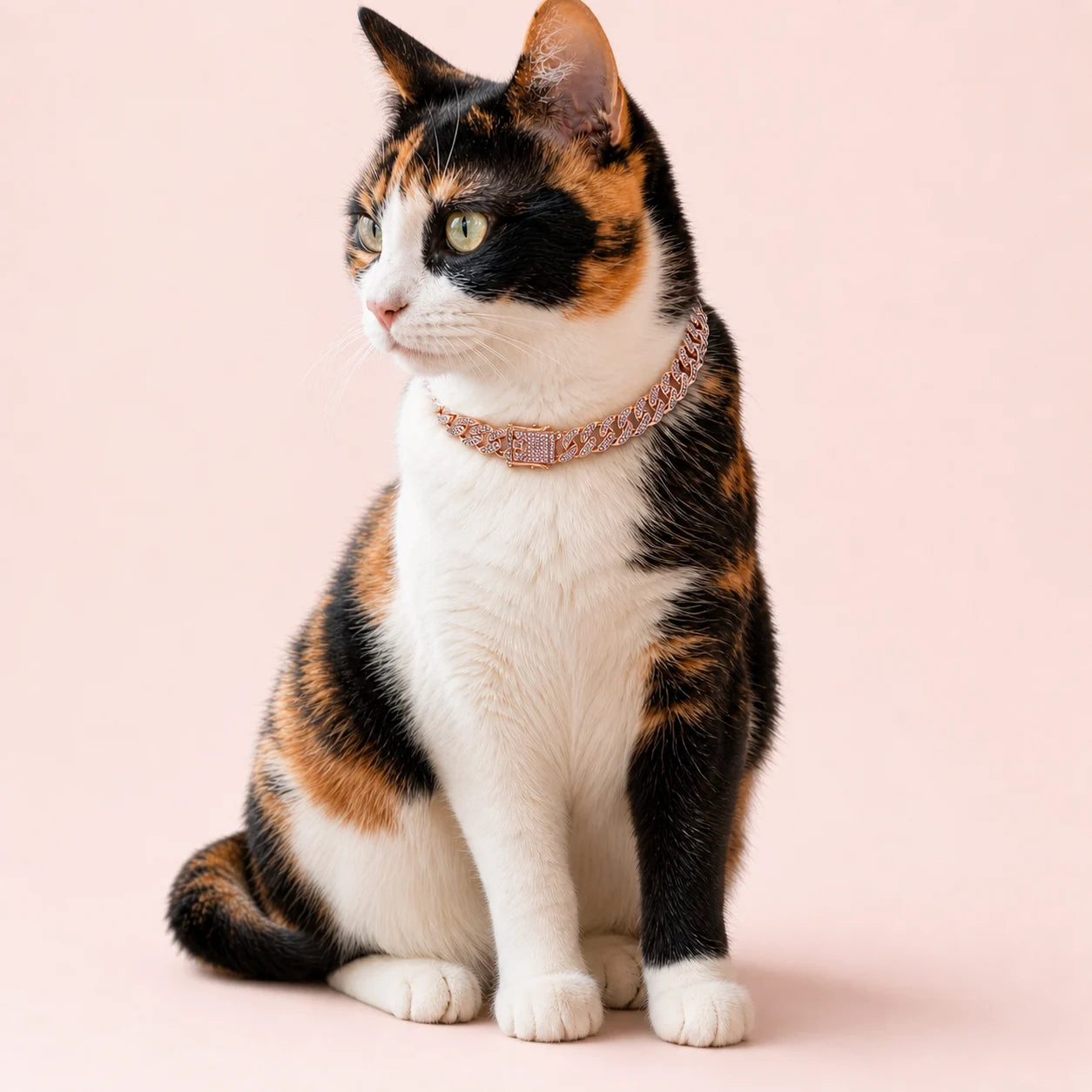 Rosé Iced 12mm Cuban Pet Necklace shown on a pet
