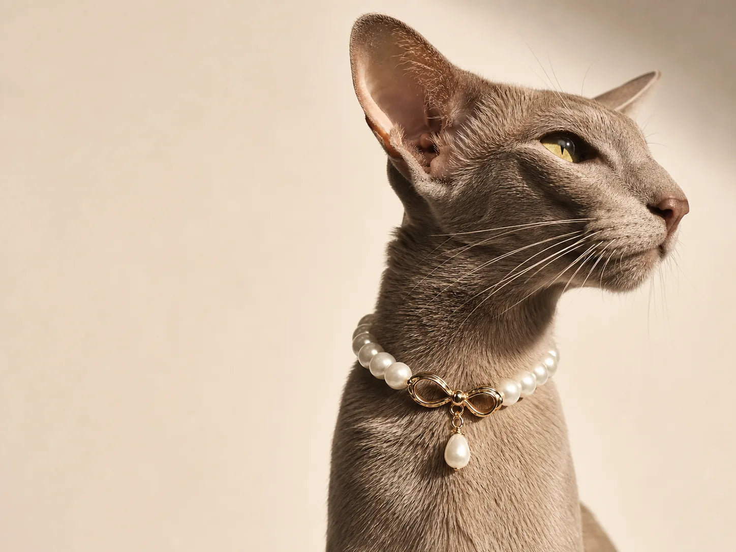 Grey cat wearing a pearl bow necklace in warm light